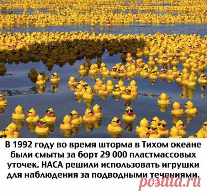Пластмассовая уточка - в помощь науке