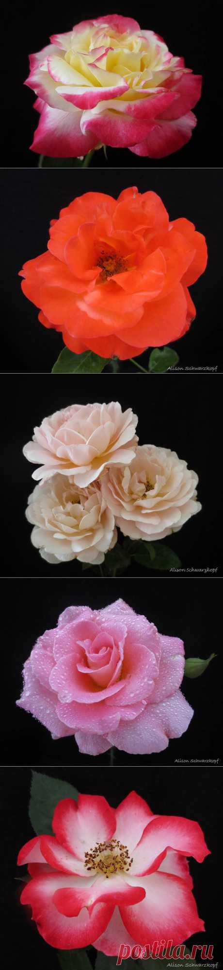 Розы на черном от фотографа Alison Schwarzkopf.США.