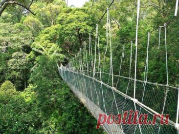 Taman Negara National Park, Малайзия.