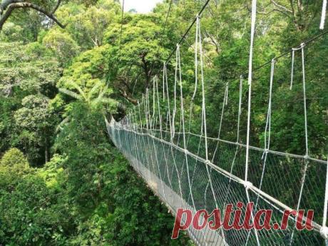 Taman Negara National Park, Малайзия.