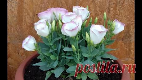 Цветок эустома