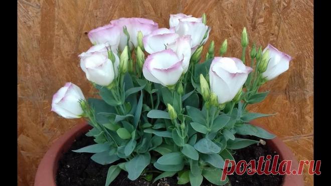 Цветок эустома