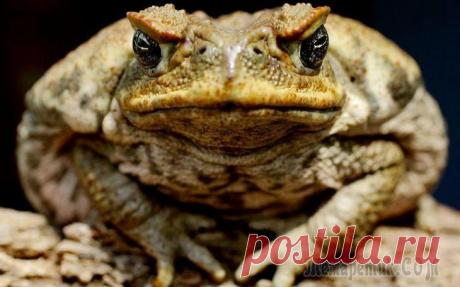 10 примеров эволюции, которые происходят прямо на наших глазах Эволюционный процесс затрагивает все живое, что бы по этому поводу не говорили креационисты. Учение об эволюции часто ставится под сомнения, так как для того, чтобы увидеть хоть какой-то результат ее ...