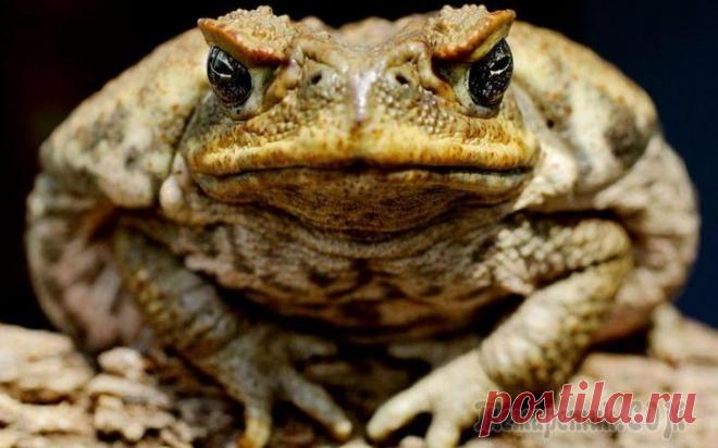 10 примеров эволюции, которые происходят прямо на наших глазах Эволюционный процесс затрагивает все живое, что бы по этому поводу не говорили креационисты. Учение об эволюции часто ставится под сомнения, так как для того, чтобы увидеть хоть какой-то результат ее ...