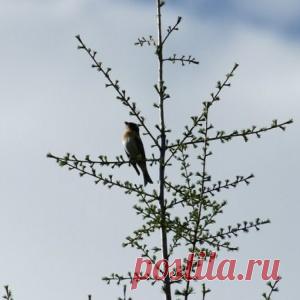 Страстная седмица в 2017 году продолжается с 10 по 16 апреля. - МирТесен