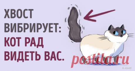 Как найти общий язык со своим котом Так вот почему он кусается.
