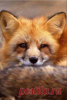 Ах, какая классная Плутовка!