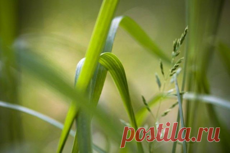 Как справиться с пыреем – 7 надежных способов "Житец", "понырь", "червь-трава" – так называют пырей в народе. И неслучайно. Его корни способны проткнуть даже старые доски толщиной в несколько сантиметров, не говоря уже о корнеплодах, которые они ...