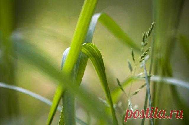 Как справиться с пыреем – 7 надежных способов 