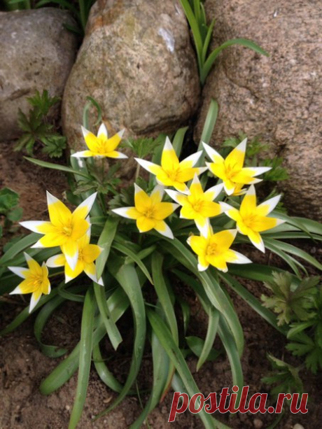 Солнечные! 🔆♥