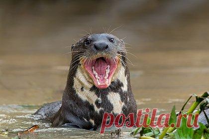 Банда злобных выдр до крови искусала бегунью