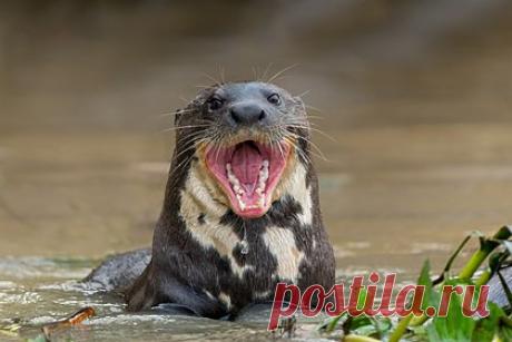 Банда злобных выдр до крови искусала бегунью