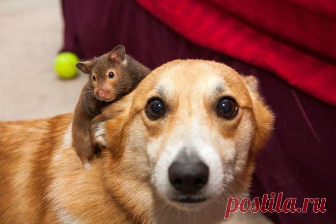 20 животных, чьи сердца наполнены любовью и сочувствием ко всем живым существам Наверняка вы замечали, что животные иногда бывают более сострадательными, заботливыми и внимательными, чем люди. Хозяева домашних питомцев лучше других знают об этом! Эти четвероногие существа умеют искренне любить, помогут в сложной ситуации и никогда не предадут. Пушистые герои сегодняшней статьи — лучшее тому доказательство! Взгляните на эти трогательные кадры и убедитесь в этом своими глазами.