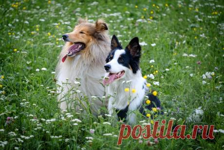 Длинношерстные колли и другие овчарки Британии. Описание пород и фото — Ботаничка.ru