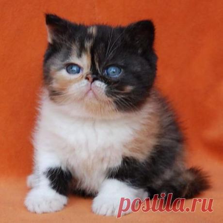 Pudge the Cat