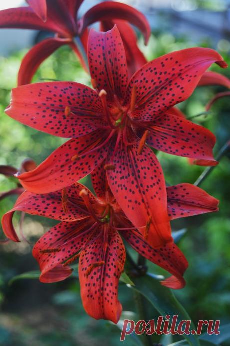 Я люблю ✿ ЦВЕТЫ ✿ | I ♥ Flowers