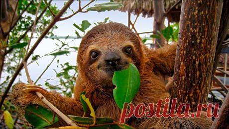 Ленивцы: Действительно ли эти животные ленивы и оправданно ли их название?