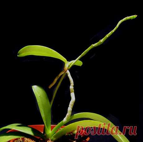 ФАЛЕНОПСИС в вопросах и ответах. - Все о комнатных растениях на flowersweb.info