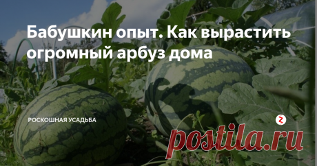 Бабушкин опыт. Как вырастить огромный арбуз дома Сегодня хочу рассказать секрет своей бабушки успешного выращивания арбуза. А ягода у нее всегда вырастает крупная и очень сладкая, и это несмотря на то, что климат у нас мягко сказать не южный.