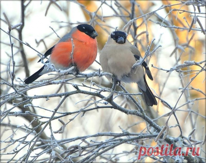 Осёдлые, зимующие и перелётные птицы: список, фото с названиями. Чем отличаются перелётные птицы от зимующих: презентация для дошкольников. Вьют ли гнезда перелетные птицы на юге? Какие птицы весной первыми и последними прилетают, а осенью улетают?