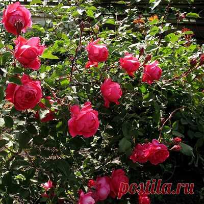 Роза канадская парковая Александр Макензи купить в Москве и Подмосковье, цена, фото, саженцы, Посадим Сад