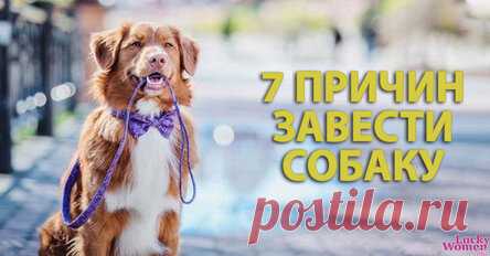 После этих 7 доводов вы захотите завести собаку!