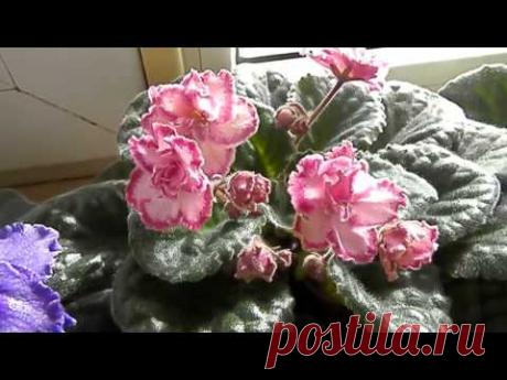 (437) КАК ЗАСТАВИТЬ ФИАЛКУ ЗАЦВЕСТИ ШАПКОЙ !!! - YouTube