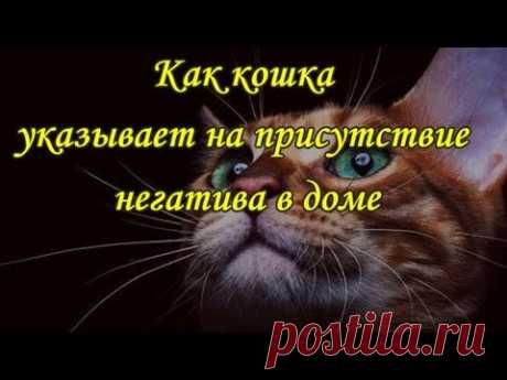 КАК КОШКА УКАЗЫВАЕТ НА ПРИСУТСТВИЕ НЕГАТИВА В ДОМЕ   The cat and the evil spirit