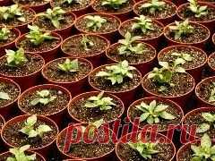 Любое занятие, если от него ожидают результатов, требует профессионального подхода. Даже посадить деревцо или кустик нужно с умом. Если вы желаете получить плоды от своего труда, то нужно разбираться что, куда и когда сажать. Сперва нужно ознакомиться с тем, каким бывает посадочный материал, ведь от этого зависят дальнейшие «отношения» с растением. Следует учесть и страну, в которой выращен саженец, так как он может не подойти нам по климатическим параметрам.