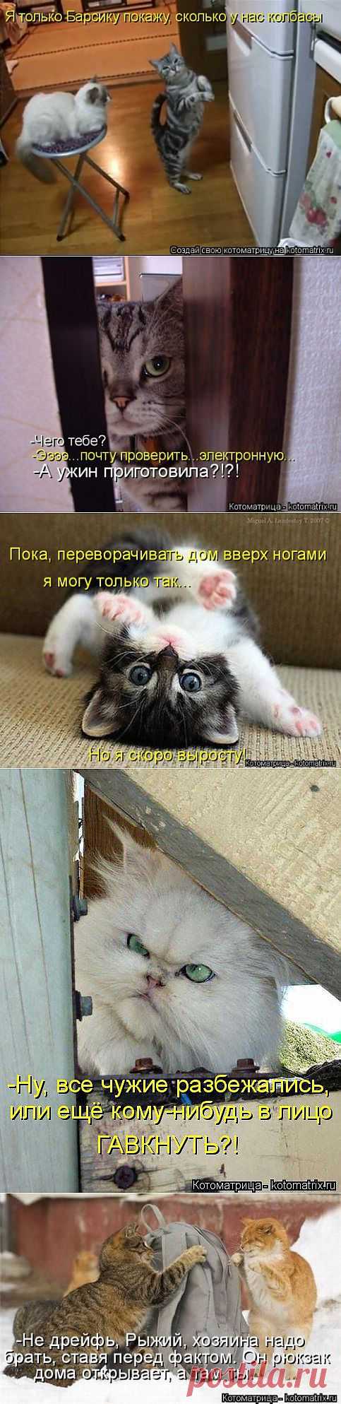 Новые, чудесные котоматрицы | ПИТОМЦЫ