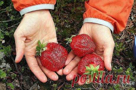 СОВЕТ САДОВОДАМ, КОТОРЫЕ СОБИРАЮТСЯ СМЕНИТЬ КЛУБНИЧНОЕ МЕСТО