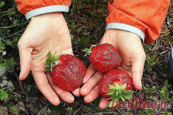 СОВЕТ САДОВОДАМ, КОТОРЫЕ СОБИРАЮТСЯ СМЕНИТЬ КЛУБНИЧНОЕ МЕСТО