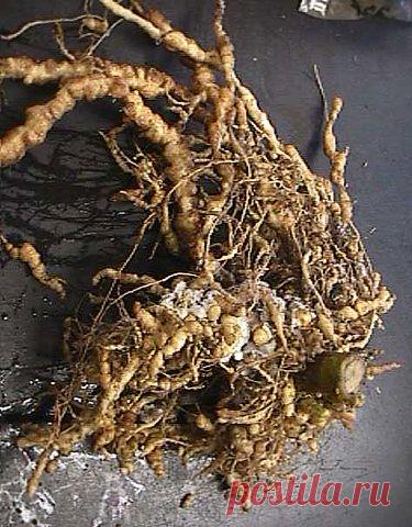 aca2d51c6fca591e4726078812420dee.png (375×480)