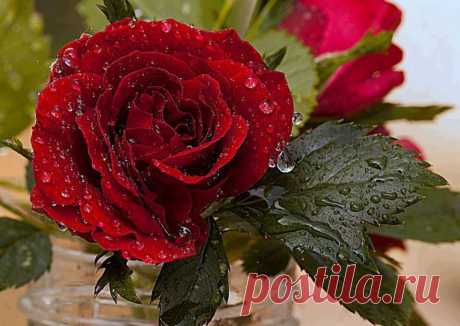 ROSES |