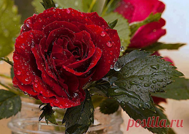 ROSES |