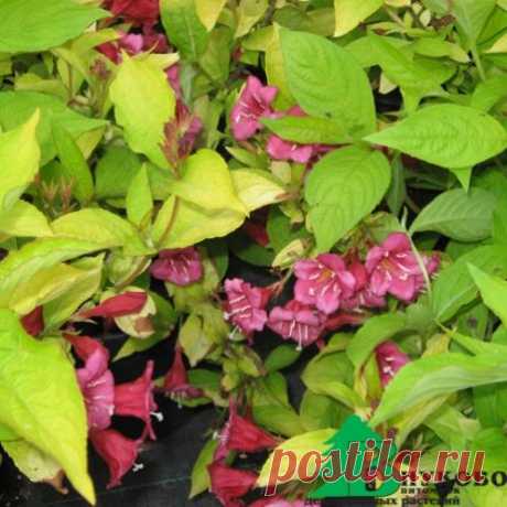 Вейгела цветущая "Аурея" (Weigela florida Aurea) - Лиственные растения весна 2017 - купить лиственные растения спирея, кизильник, барбарис, лапчатка.