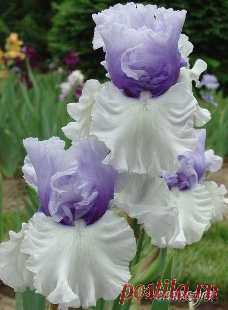Iris 'Wintry Sky'  |  Pinterest: инструмент для поиска и хранения интересных идей