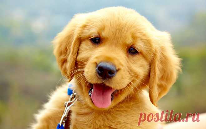 Как сделать красивые фотографии собаки - PetTips