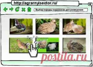 Выбор породы перепелов для разведения | Аграрный сектор