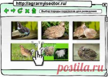 Выбор породы перепелов для разведения | Аграрный сектор