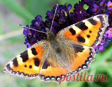 Small Tortoiseshell  Free Stock Photo HD - Public Domain Pictures