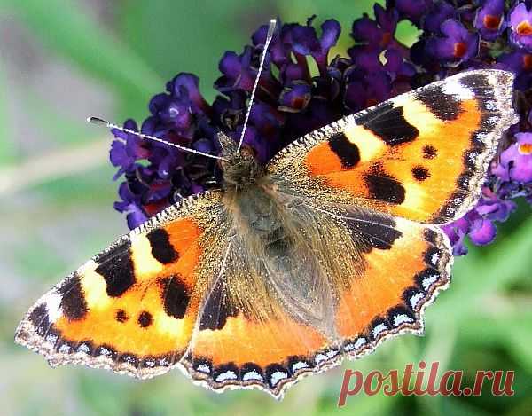 Small Tortoiseshell  Free Stock Photo HD - Public Domain Pictures