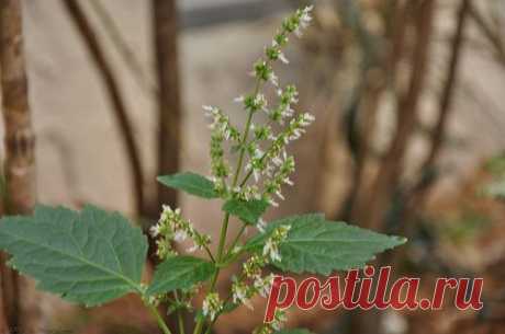 Масло пачули привлекает деньги! / Как сэкономить