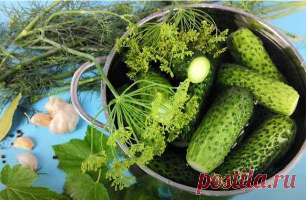 Малосольные огурцы, вкусные, хрустящие — Дачный участок