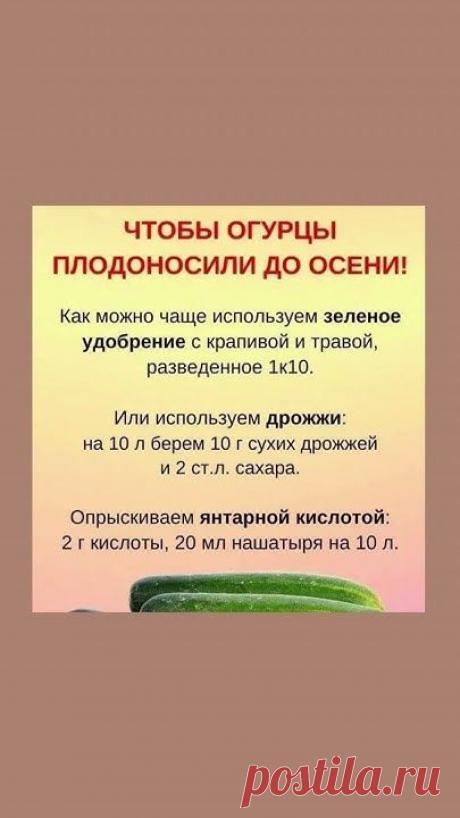 Огурцы будут плодоносить до осени #полезнознать #полезныесоветы #здоровье #польза