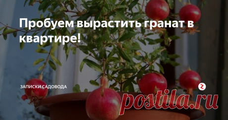 Пробуем вырастить гранат в квартире! Вырастить гранат в условиях квартиры вполне реально, при чем это занятие не потребует от вас много времени и сил. Это растение будет прекрасно смотреться в любом интерьере, а увидавшие его гости, будут приятно удивлены, увидев гранат в квартире.
Гранат выращенный в комнатных условиях, будет служить больше в декоративных целях, но плоды, конечно же, тоже будут расти. Только размер их будут нескольк