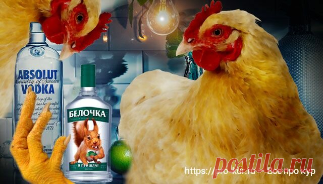 Водка курам от болезней как лекарство – дозировка и рецепты | Курочка | Яндекс Дзен