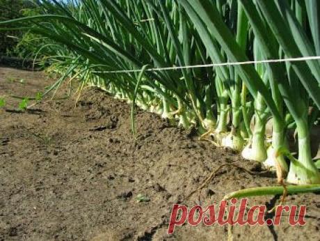 Лук будет лучше расти, если его предшественником была горчица.