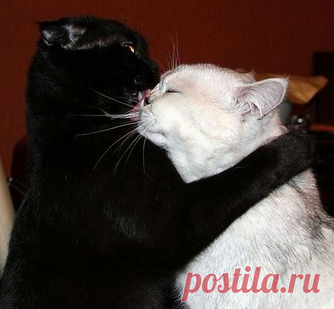 [ЗАБАВНЫЕ ЖИВОТНЫЕ] - natali5357@mail.ru - Почта Mail.Ru