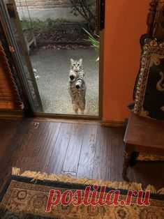 Lucy was mistaken and would like to exercise her option to come back in out of the cold. by ivereadthings cats kitten catsonweb cute adorable funny sleepy animals nature kitty cutie ca